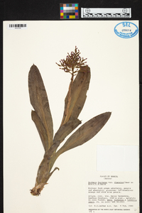 Aechmea farinosa image