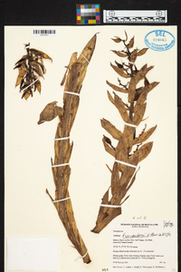 Aechmea fuerstenbergii image