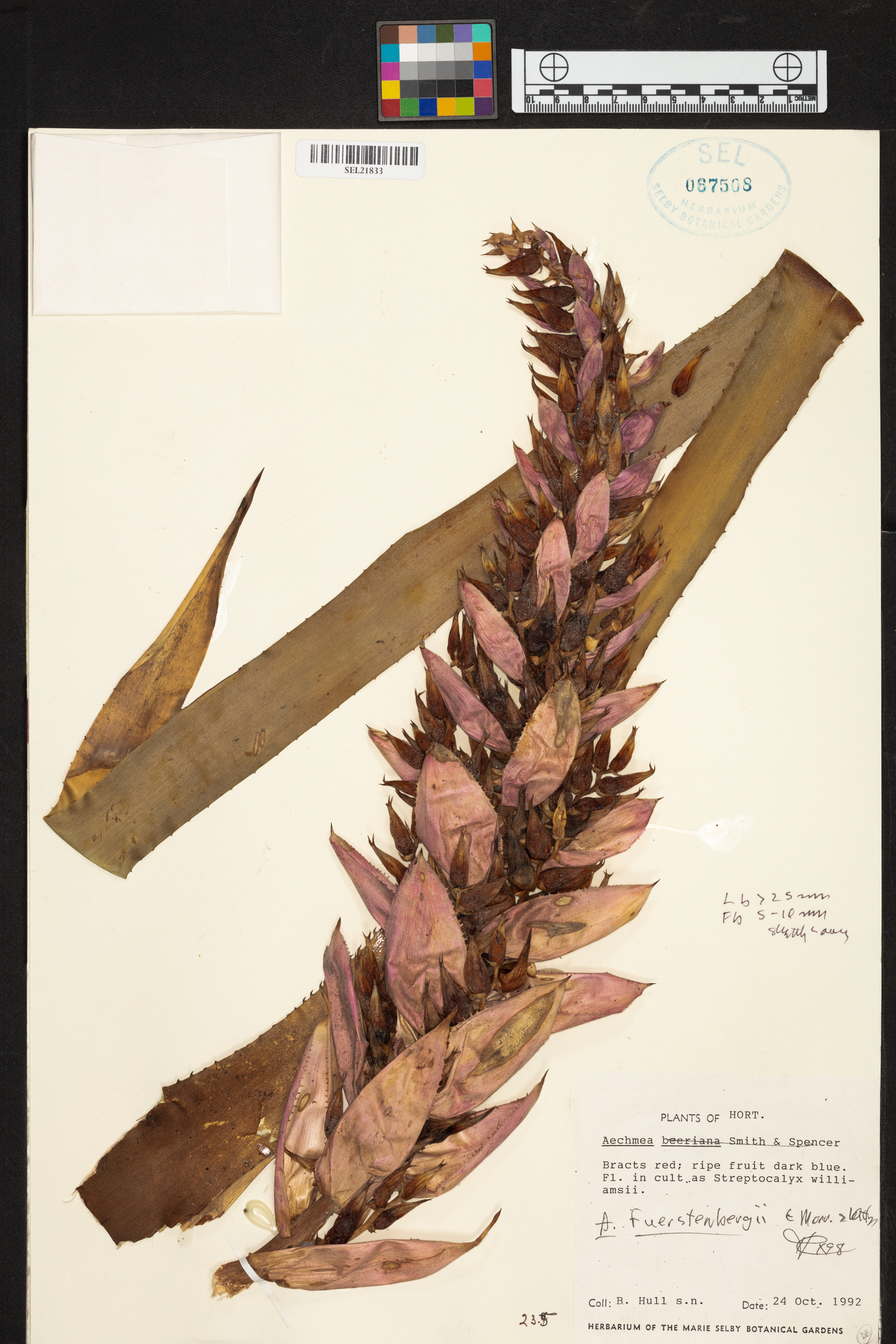 Aechmea fuerstenbergii image