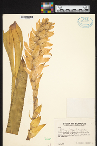 Aechmea hoppii image