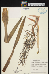 Aechmea jungurudoensis image