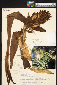 Aechmea macrochlamys image