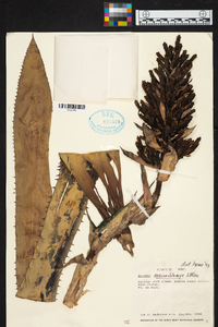 Aechmea macrochlamys image