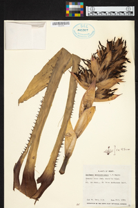 Aechmea macrochlamys image