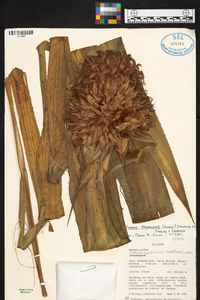 Aechmea magdalenae image