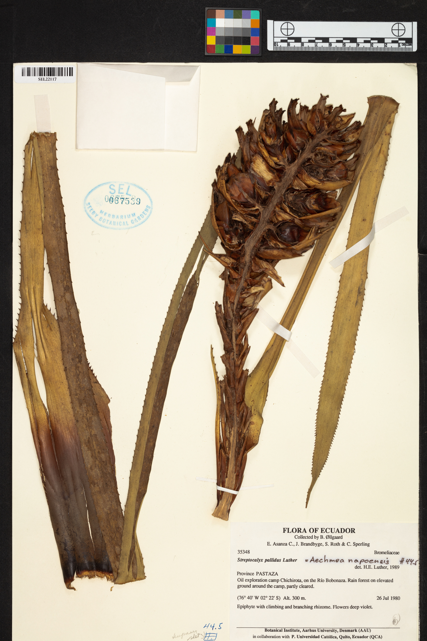 Aechmea napoensis image