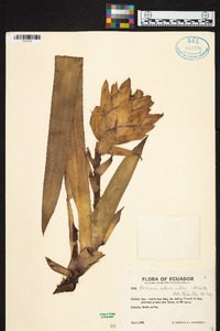 Aechmea nidularioides image