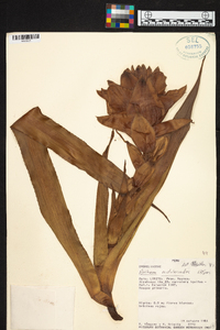 Aechmea nidularioides image