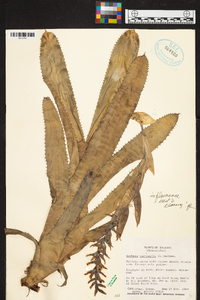 Aechmea nudicaulis image