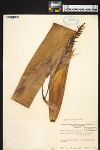 Aechmea nudicaulis image