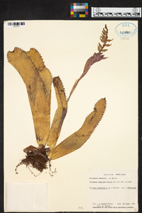 Aechmea nudicaulis image