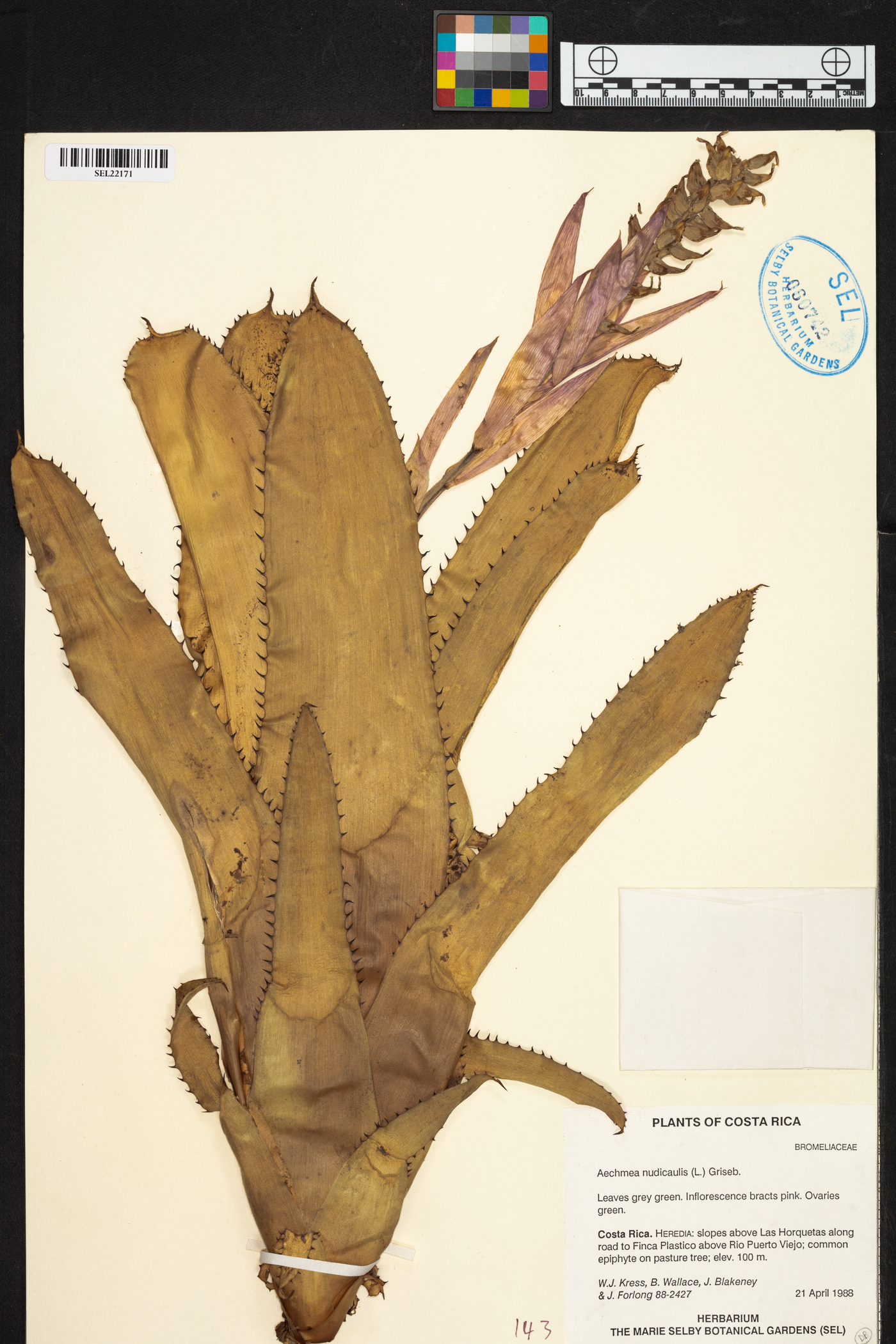 Aechmea nudicaulis image