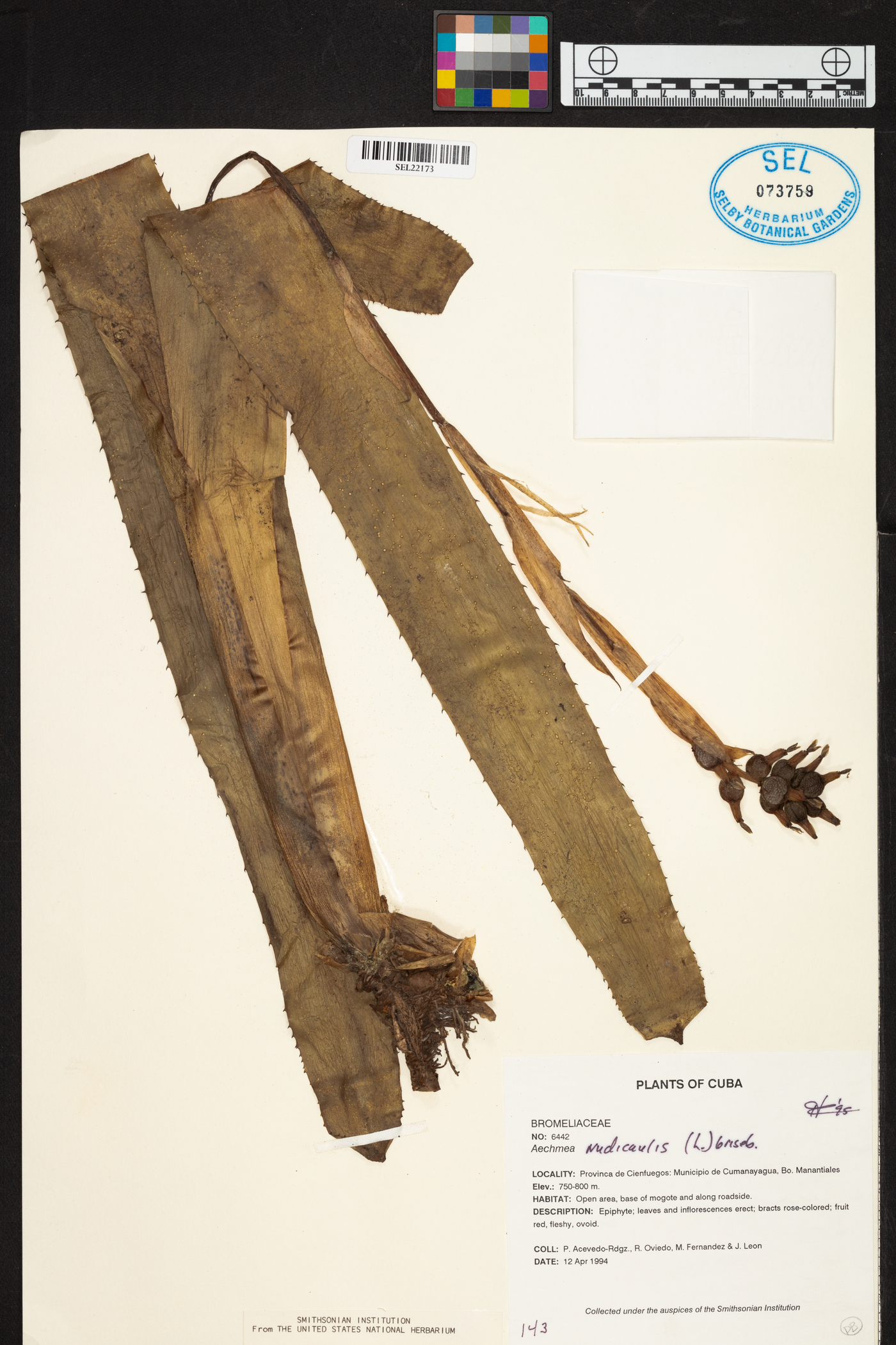 Aechmea nudicaulis image