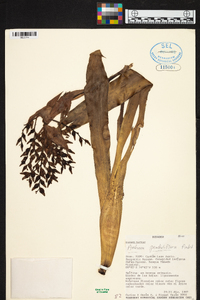 Aechmea penduliflora image