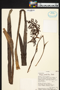 Aechmea penduliflora image