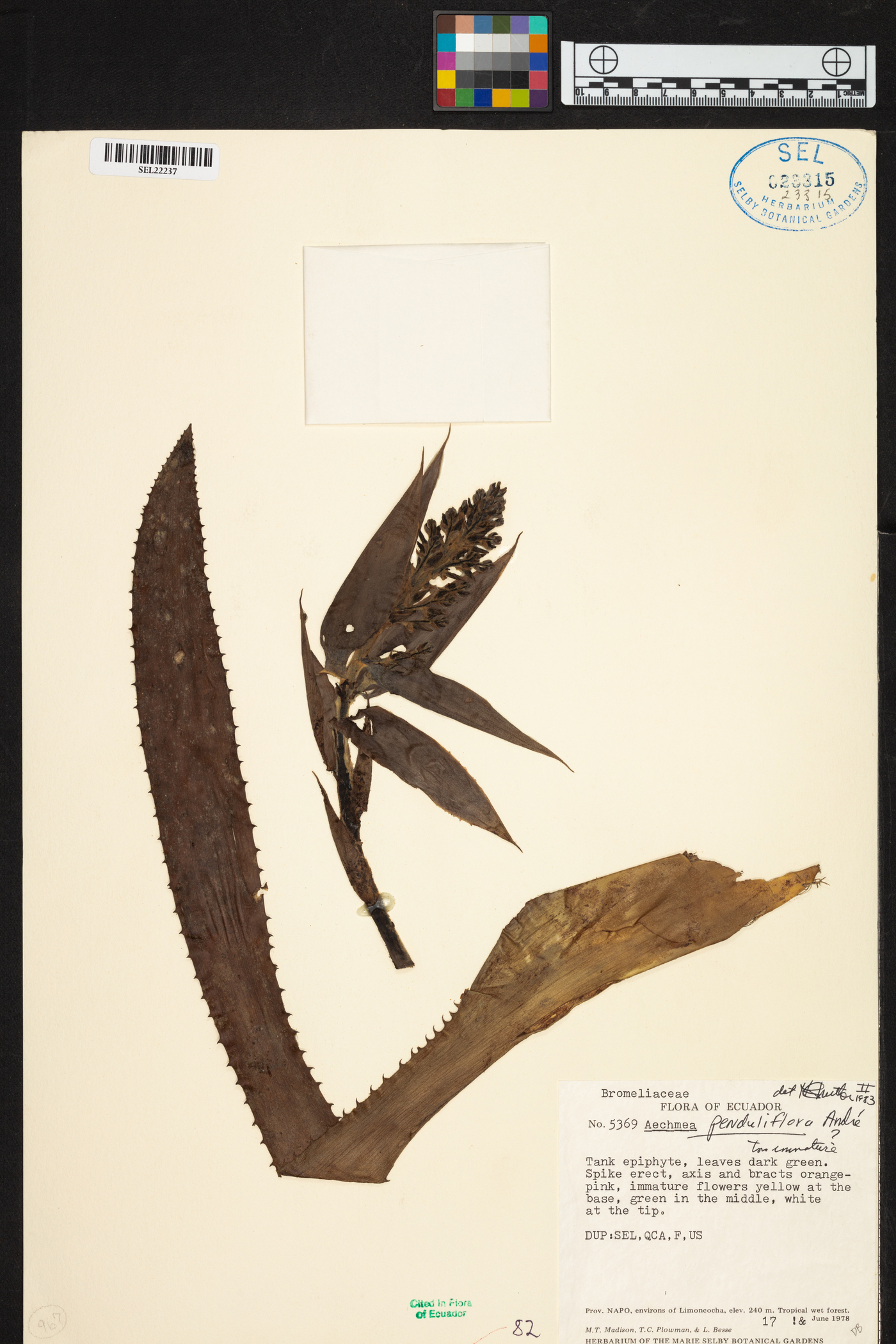 Aechmea penduliflora image