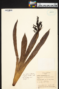 Aechmea penduliflora image