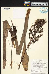 Aechmea penduliflora image