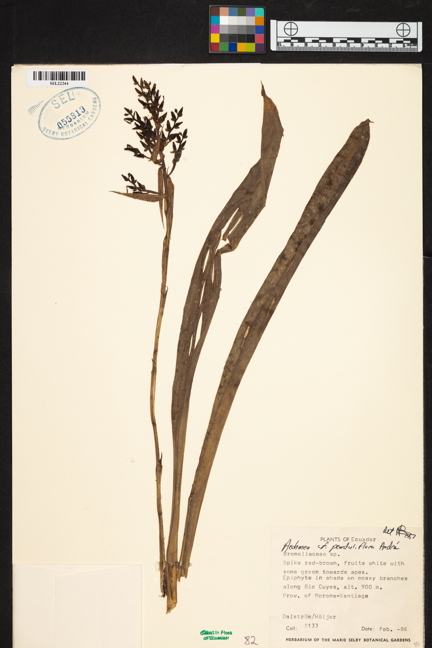 Aechmea penduliflora image