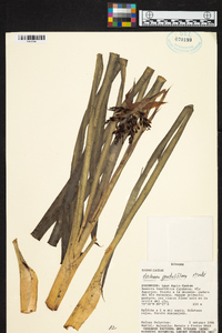 Aechmea penduliflora image