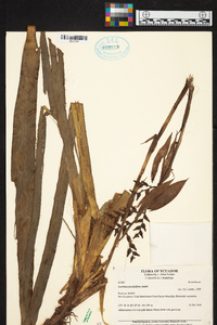 Aechmea penduliflora image