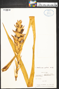 Aechmea poitaei image