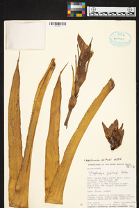 Aechmea poitaei image