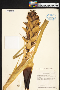 Aechmea poitaei image