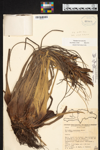 Tillandsia fasciculata image