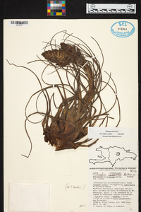 Tillandsia compressa image