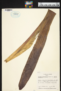 Aechmea servitensis image