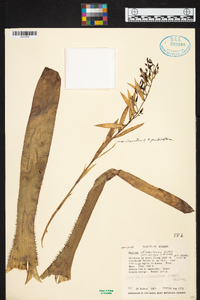 Aechmea servitensis image