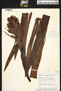 Aechmea streptocalycoides image