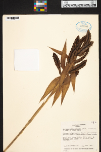 Aechmea tillandsioides image