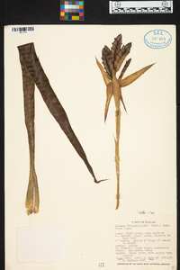 Aechmea tillandsioides image