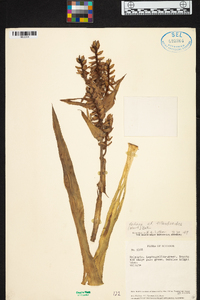 Aechmea tillandsioides image