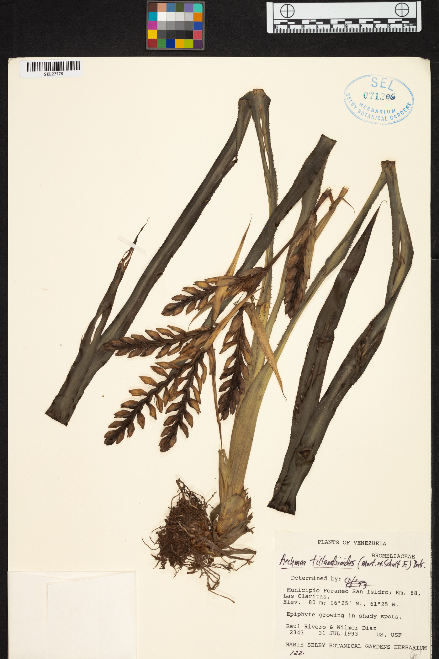 Aechmea tillandsioides image