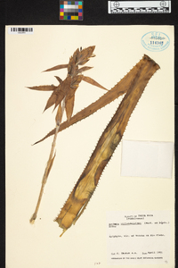 Aechmea tillandsioides image