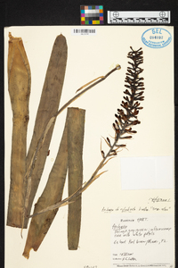 Aechmea cylindrata image