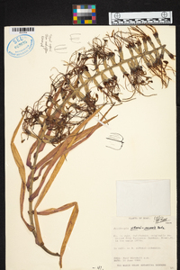 Billbergia alfonsi-joannis image