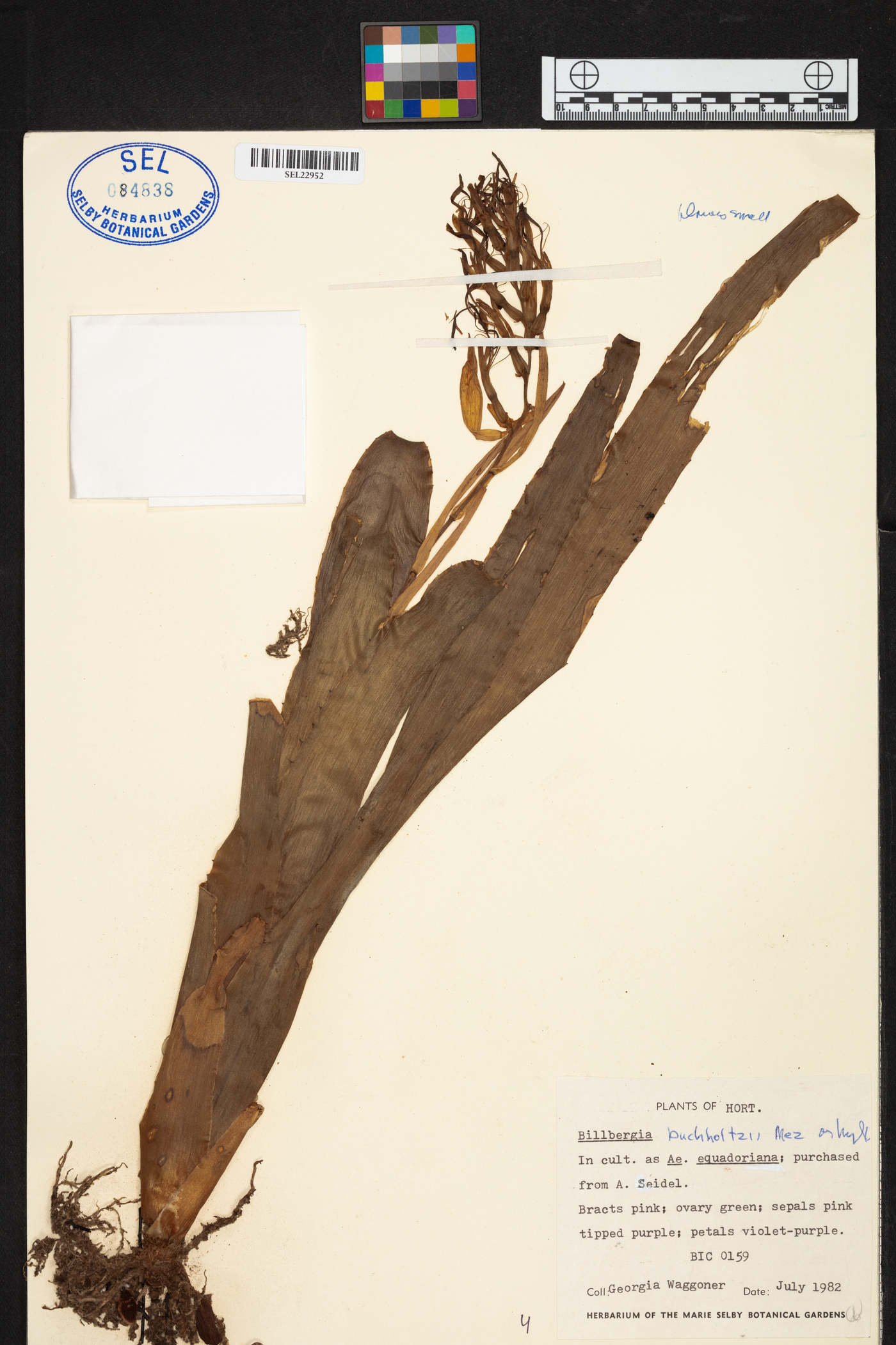Billbergia buchholtzii image
