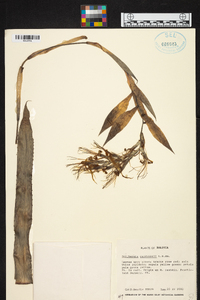 Image of Billbergia cardenasii