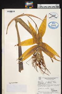 Billbergia decora image