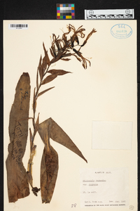 Billbergia euphemiae image