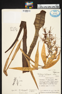 Billbergia brasiliensis image