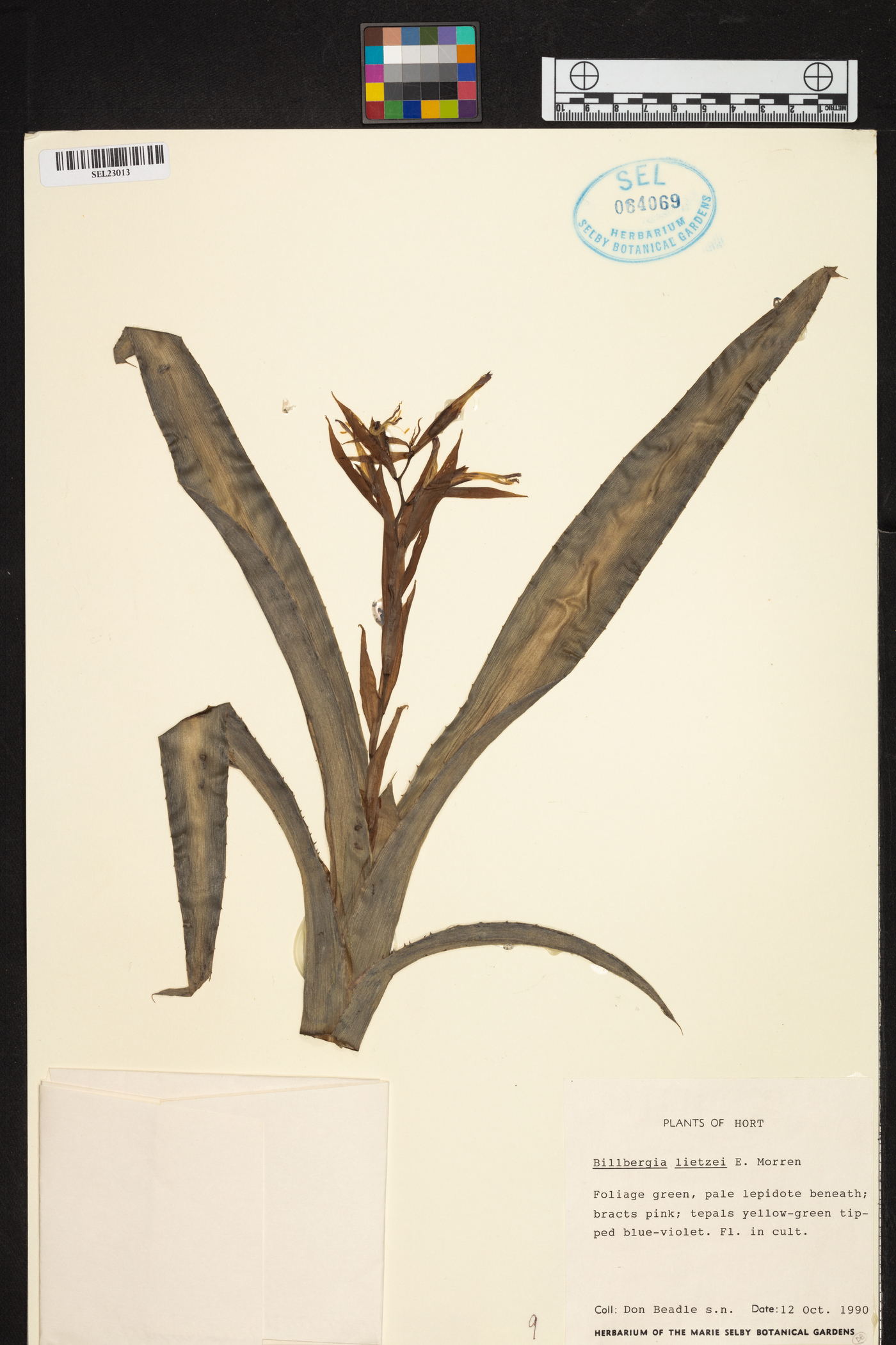 Billbergia lietzei image