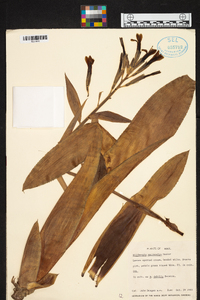 Billbergia macrocalyx image
