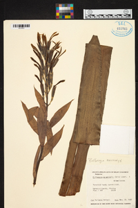 Billbergia macrocalyx image