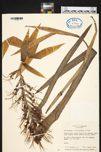 Image of Billbergia microlepis