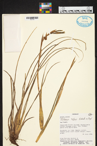 Billbergia nutans image